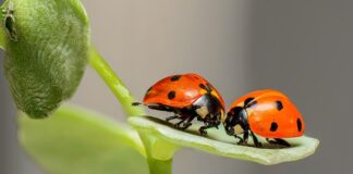 Czy w Biedronce są wczasy pod gruszą?