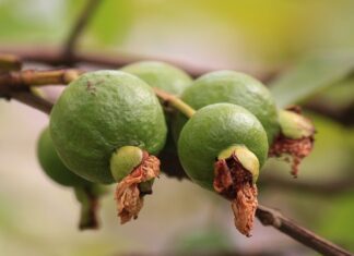 W jaki sposób wędzenie utrwala produkt?