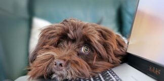 Co dalej z telepracą?