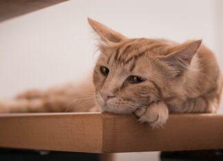 Jakie metody wychowawcze w przedszkolu? Jakie metody wychowawcze w przedszkolu?