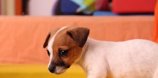 W jaki sposób wspierać rozwój psychomotoryczny dziecka w 3 roku życia?