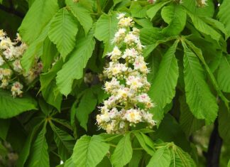 Czy matura IB jest trudniejsza od polskiej?