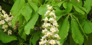 Ile kosztuje matura IB?