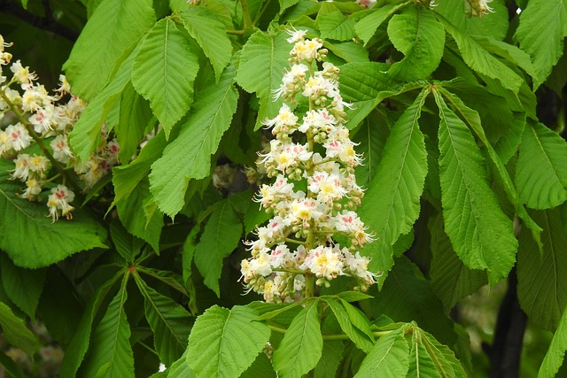 Ile osób nie zdaje matury ustnej? Ile osób nie zdaje matury ustnej?