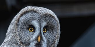 Jak odliczyć darowiznę na Stowarzyszenie?