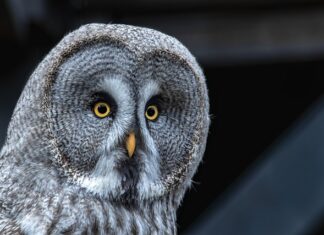 Jak odliczyć darowiznę na Stowarzyszenie?