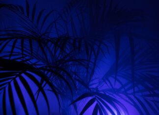 Czy PPK to pochodne od wynagrodzeń?