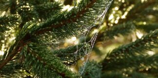 W jaki sposób rozpoznawane są potrzeby i możliwości psychofizyczne uczniów?