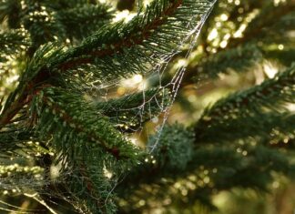 W jaki sposób rozpoznawane są potrzeby i możliwości psychofizyczne uczniów? W jaki sposób rozpoznawane są potrzeby i możliwości psychofizyczne uczniów?