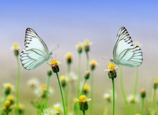 Co dodaje nam skrzydeł?