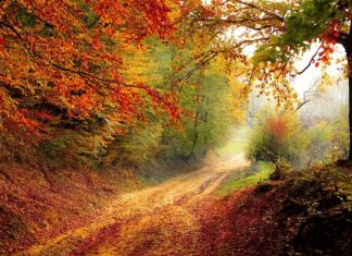 Ile trwa rok akademicki w Holandii?