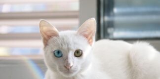 Na czym polega współpraca wychowawcy z rodzicami?