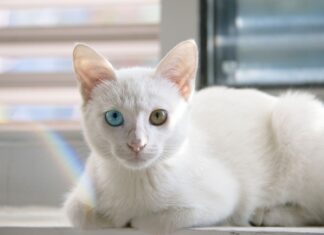 Na czym polega współpraca wychowawcy z rodzicami?