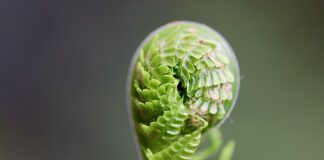 Co powinno przede wszystkim rozwijać Przedszkole u swoich wychowanków?