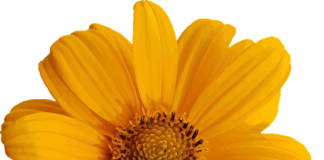 Czy dzieła multimedialne są chronione?