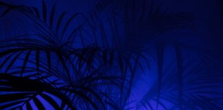 Czy PPK to koszt wynagrodzeń?