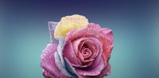 Czym się różni sprzedawca od handlowca?