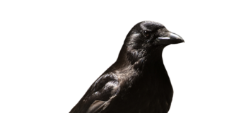 Czy na okresie próbnym można iść na zwolnienie lekarskie?