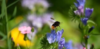 Do czego potrzebna nam jest znajomość języków obcych napisz co można zrobić gdy się nie zna?