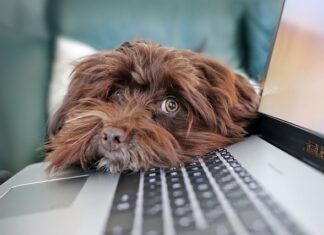 Co z umowami o telepracę 2023?