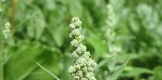 Ile można pracować w Holandii bez meldunku?