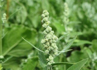 Ile można pracować w Holandii bez meldunku?