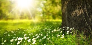 Kto bez podatku Belki?