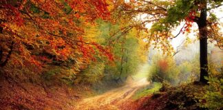 Ile dni w roku można pracować zdalnie?